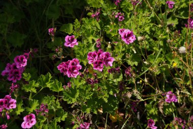 Pelargonium grandiflorum. Pembe regal pelargonium, kraliyet çiçeği.