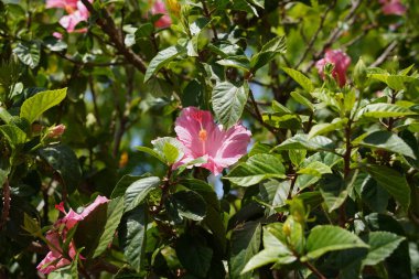 Pembe dev amber çiçeği. Karaciğer ve kamışlı. Doğu Asya 'ya özgü uzun ömürlü bitkiler.