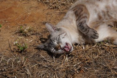 Mutlu kedi çimlerin üzerinde uzanıyor.