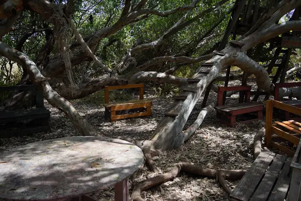 Stock image View inside of twisted trees grove in spring. Eucalyptus forest, place for rest in shadow with benches