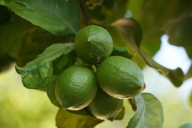 Ağaç dalında yeşil olgunlaşmamış limonlar yapraklarla