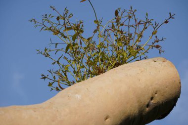 Tree with sawed branch against a blue sky clipart