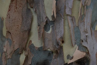 Camouflage Pattern of Peeling Bark. Natural green, yellow, gray and brown spotted platanus tree bark clipart