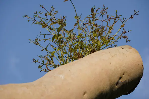 stock image Tree with sawed branch against a blue sky