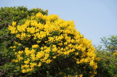 Güzel Peltophorum dubium ağacının çiçeği Parlak yeşil bir çayırda sarı bir taç