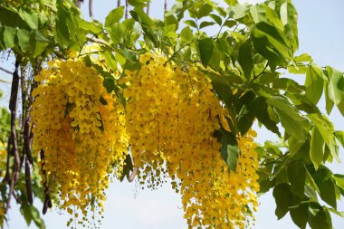 Sarı çiçekli altın duş (Cassia fistula) ağacı yazın birçok büyük güzel bukette çiçek açar.