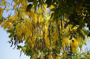 Sarı çiçekli altın duş (Cassia fistula) ağacı yazın birçok büyük güzel bukette çiçek açar.
