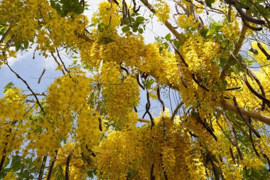 Sarı çiçekli altın duş (Cassia fistula) ağacı yazın birçok büyük güzel bukette çiçek açar.