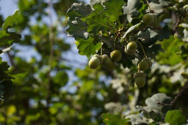 Meşe ağacında yetişen palamutlar. Güneşli bir günde yeşil yapraklı meşe dalı ve meşe palamudu.