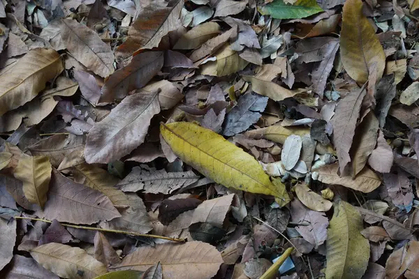 stock image Dry leaf litter or organic waste from fallen leaves on the ground. Rotting brown leaves, small twigs, sticks, and pine needles litter the ground