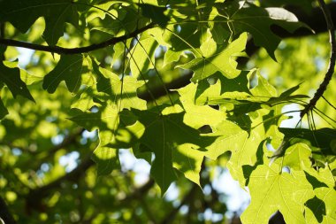 Oriental uçak ağacının (Platanus orientalis) yeşil taze yapraklarının arkaplanı. Güzellik yeşilliği. Tasarım veya doku için doğal arkaplan