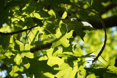 Oriental uçak ağacının (Platanus orientalis) yeşil taze yapraklarının arkaplanı. Güzellik yeşilliği. Tasarım veya doku için doğal arkaplan