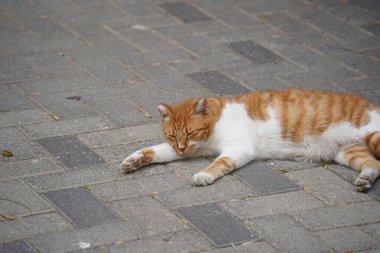 Turuncu ve beyaz kedi yerde uyuyor. .