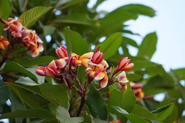 Pembe frangipani plumeria çiçeklerinin yakın çekim görüntüsü