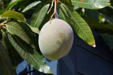 Mango ağacında yetişen taze mango meyvesi.