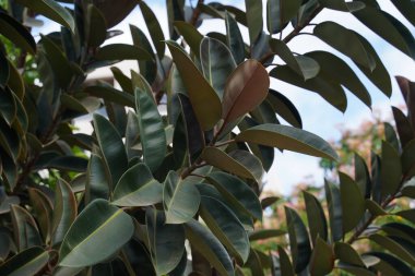 Ficus elastica (Also known as the rubber fig, rubber bush, rubber tree) in nature. The latex of Ficus elastica is an irritant to the eyes and skin and is toxic if taken internally