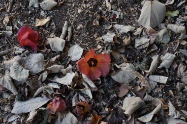 Kuru yapraklar ve çiçekler yere dökülen yapraklardan dökülen organik atıklar.