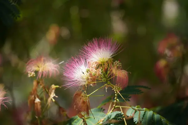 Stock image Pink flowers on blooming Albizia julibrissin plant. Pink bloom Persian silk tree, close up. Red pink silk tree flowers