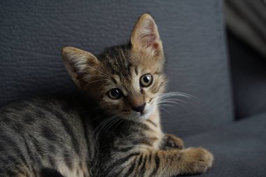 Küçük tekir kedi yavrusu etrafındaki hayatın farkında.