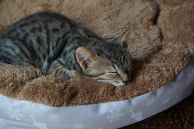 Odada dinlenen siyah burunlu küçük soyulmuş uyuyan kedi yavrusu.