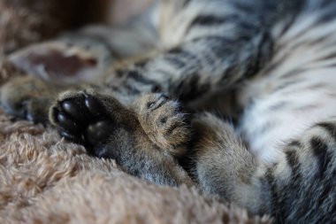 Pençeli uyuyan kedi pençesi