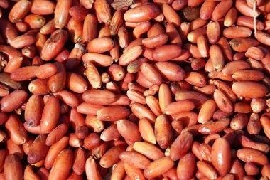 Hurma ağaçlarından sarkan taze hurma. Hasat konsepti, Date Palm. Raw Date Palm (Phoenix Dactylifera) meyveleri