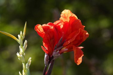 Close up of blooming African arrowroot flower  on blurry green background clipart