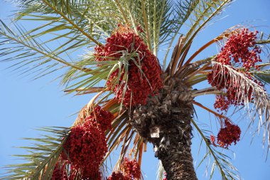 Akdeniz kıyısındaki palmiye ağacının tepesinde, hurma ağaçları. İsrail 'de Sukkot bayramından önce sonbahar