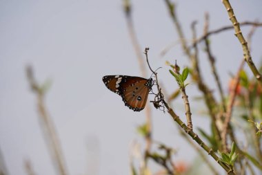 Sade kaplan kelebeğinin parlak bir organik kanadı. Sultan kelebeği; Danaus chrysippus