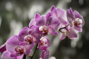 Orkideler en büyük ve en çeşitli çiçek açan bitki gruplarından biridir. Tropik bitkiler parkı UTOPIA. İsrail.