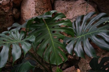 Monstera deliciosa or Swiss Cheese Plant in a gray flower pot on a white table, home gardening and connecting with nature