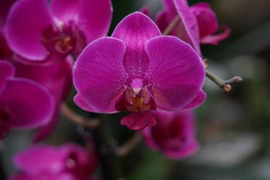 Orkideler en büyük ve en çeşitli çiçek açan bitki gruplarından biridir. Tropik bitkiler parkı UTOPIA. İsrail.