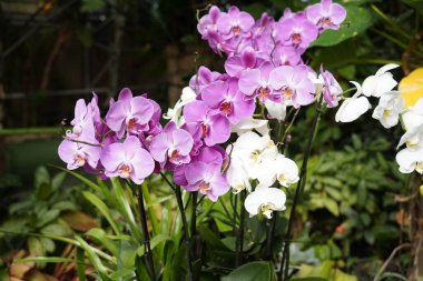 Orkideler en büyük ve en çeşitli çiçek açan bitki gruplarından biridir. Tropik bitkiler parkı UTOPIA. İsrail.