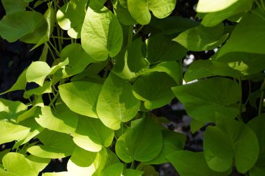 Aristolochia tomentosa tomentosa, Aristo familyasından bir bitki türü.