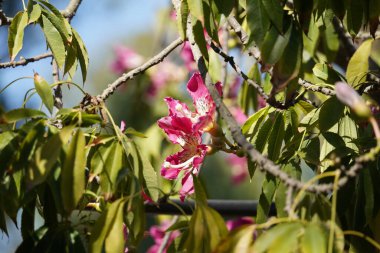 Renkli Şişe Ağacı Çiçeği dalında yapraklarla