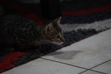 Şirin tekir kedicik. Kocaman gözleri var.