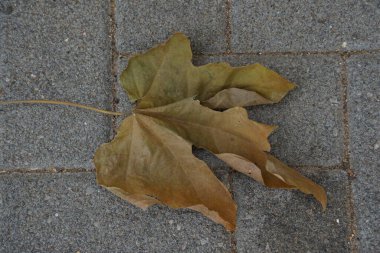 Sarı yaprak betona düşüyor. Yerde kuru yaprak var.