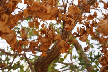 Autumn leaves on the tree, yellowish-brown leaves clipart