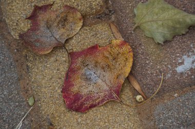 Sarı yaprak betona düşüyor. Yerde kuru yaprak var.