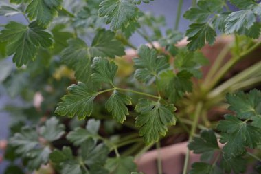 Taze yeşil maydanoz tencerede yetişir.