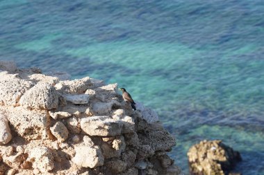 Apollonia Milli Parkı (Tel Arsuf) ve Akdeniz kıyısındaki Herzliya yakınlarındaki Haçlı Kalesi manzarası, İsrail