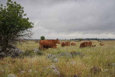 İsrail 'in Golan Tepeleri tepelerinde otlayan inekler