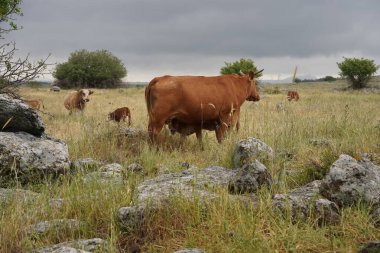 İsrail 'in Golan Tepeleri tepelerinde otlayan inekler