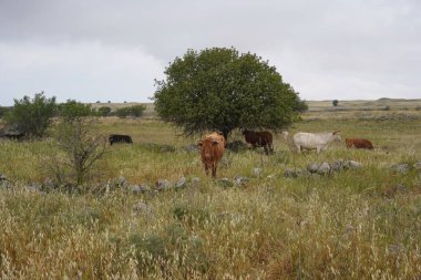 İsrail 'in Golan Tepeleri tepelerinde otlayan inekler