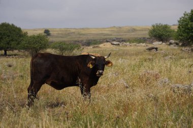 İsrail 'in Golan Tepeleri tepelerinde otlayan inekler