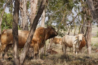 İsrail 'in Golan Tepeleri tepelerinde otlayan inekler