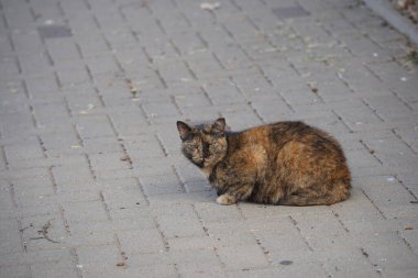 Kaplumbağa kabuğu kedi yerde yatıyor.