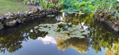 Toskana 'daki botanik parkında taze bir gölette yeşil nilüferler.
