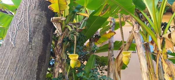 Zielone Drzewa Roślin Kokosowych Bananów Drzew Płaskich Środowisku Naturalnym — Zdjęcie stockowe