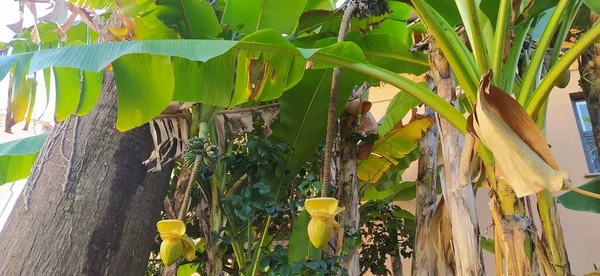 Grüne Kokospalmen Bananen Und Platanen Freier Wildbahn — Stockfoto